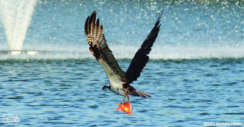 Osprey can see 5 times more clearly than people, which makes them great at snatching up fish | Photo: Jerry Nordstrum | Iowa Outdoors magazine